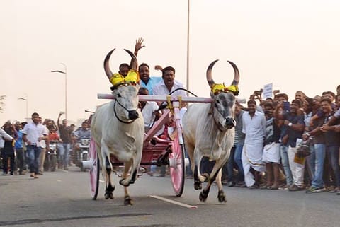450 pairs of bullocks participated. Like jallikattu, which is famous in Southern districts