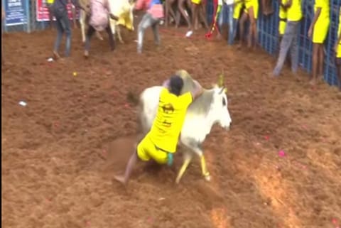 Jallikattu sport (Image credit: ANI)