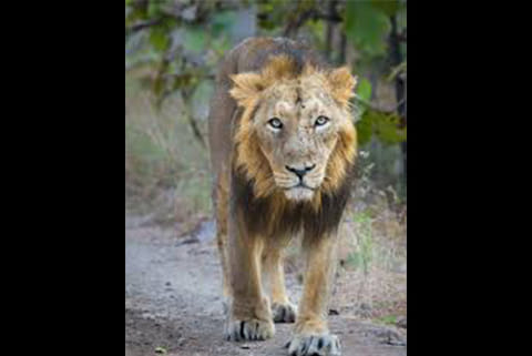 United States puts Asiatic lion on endangered species list