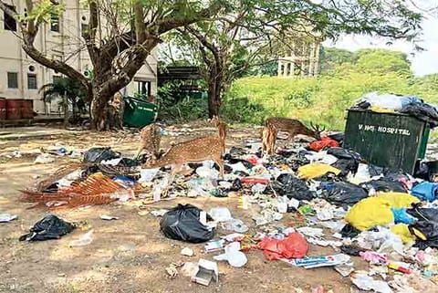 A representative image of bio-medical waste.