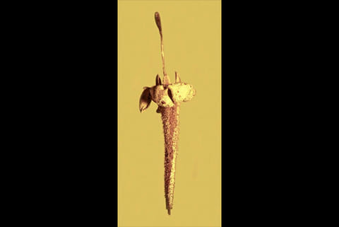 The preserved flower