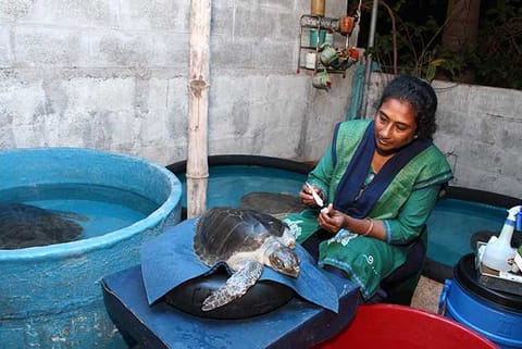 Alpa, a sea-turtle undergoes post operative care at the hands of Dr Dharini, at the rescue centre
