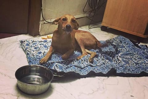 Bhadra is now recuperating at a rescuer?s home