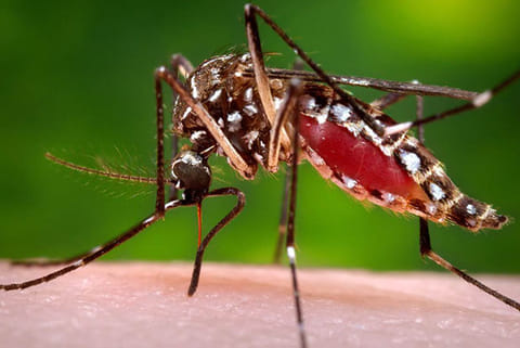 Aedes aegypti mosquito