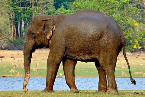 Image of a elephant used for representative purpose