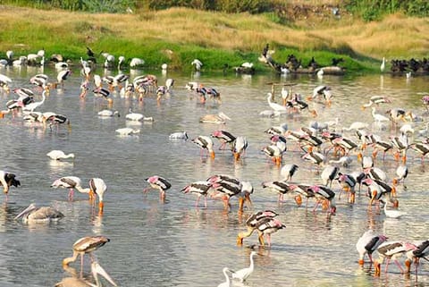 One of the noteworthy arrivals to the Pallikaranai marshland is the greater Flamingos