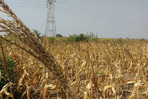 kharif crops