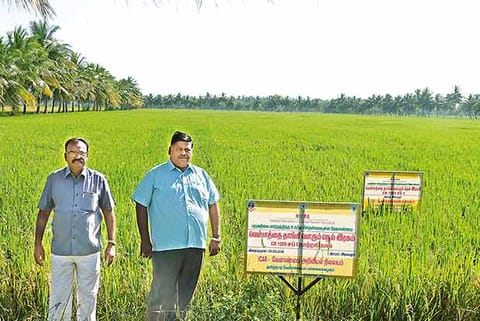 The improved 1009 sub 1 variety of paddy cultivated in Needamangalam, Tiruvarur district