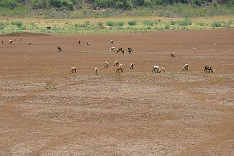 Goats grazing on the dry bed of the Sathaiyar dam in Madurai