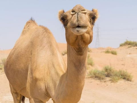 New passport system aims to regulate trade, protect owners and manage 2.2 million camels.