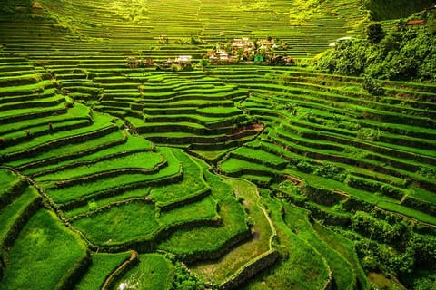 Banaue Rice Terraces in the Philippines: Hailed as the "Eighth Wonder of the World", the terraces are a remarkable feat of ancient engineering. These cascading terraces, which the Ifugao people carved into the mountains more than 2,000 years ago, create an incredible panorama for rice farming.
