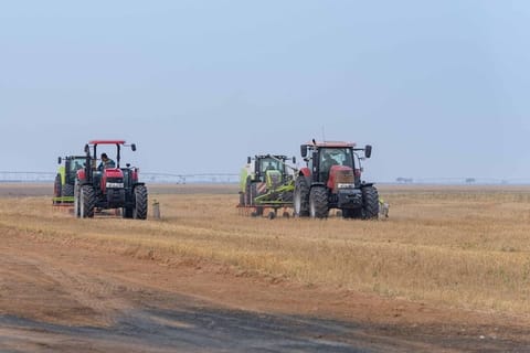 Harvesting in progress at the Sharjah Mleiha wheat farm. The UAE maintains strategic food reserves, enough to cover national demand for several months in an emergency.