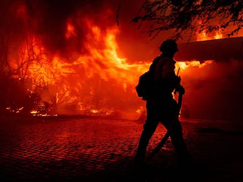 Wildfires fuelled record tropical forest loss in 2024
