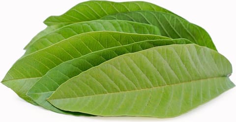 A growing body of scientific work backs up what seems like an old-school habit, offering insights into the extraordinary health benefits of chewing guava leaves.