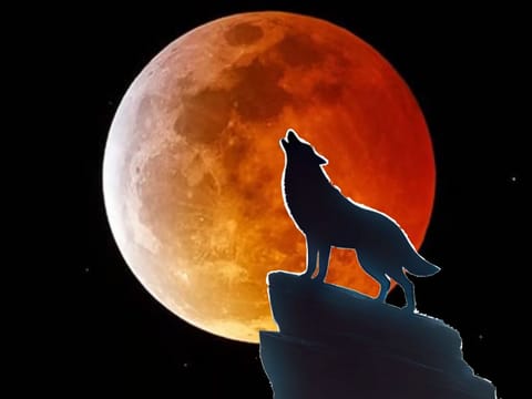 Escaped wolf forces school closure in South Korea