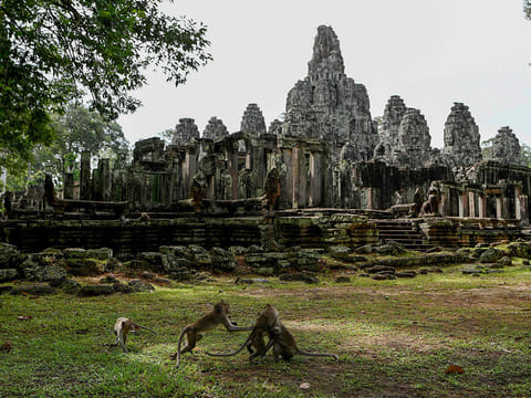 Macaque monkeys next to Bayon Temple in Angkor Park in Siem Reap province.