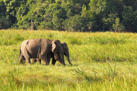 Listed as endangered on the IUCN Red List, Asian elephants are some of the largest mammals on the planet.