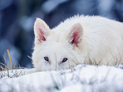 Dire wolf pups, brought back to life using gene-editing technology, live on a fenced-in nature preserve in a secret US location.