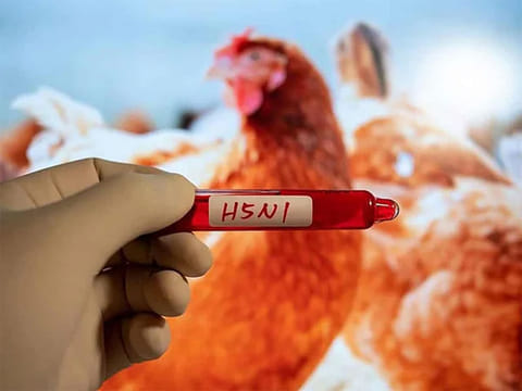 Infections in humans can cause severe disease with a high mortality rate.