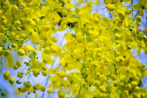 How to set up a traditional Vishu Kani at home