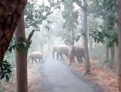 According to reports, two tribals lost their lives in Athirapally, a picturesque tourist spot which lies in the forest area.