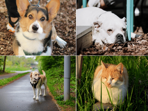 New rules in Bangkok require all owners to register and microchip their pet within 120 days of birth or 30 days after adoption, according to the Bangkok Metropolitan Administration (BMA).