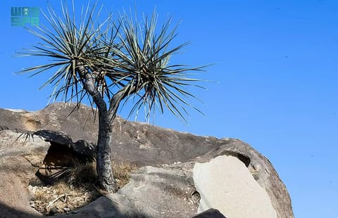 The Khazam tree was also used in ancient times for drawing and writing on rocks.