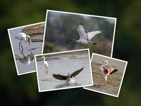 From flamingos gliding through shimmering wetlands to herons mid-flight, Binoi Varkey's gallery reveals why this urban sanctuary is a bird lover’s paradise.