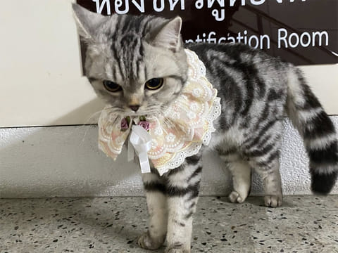 The American Shorthair named Nub Tang is seen at the police station.