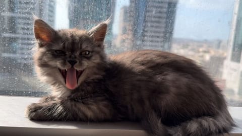 Coco enjoying his favorite sunny spot by the window—King of his kingdom," Chaturvedi says.