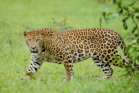 Leopard wreaks havoc in Rajasthan