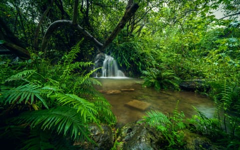 Salalah’s mist-covered valleys and rolling hills offer a cool retreat from Gulf summer heat.