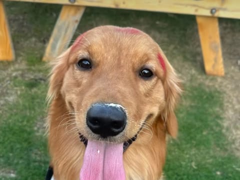 Meet Uzi, a two-and-a-half-year-old Golden Retriever with the energy of a rocket and the heart of a teddy bear.