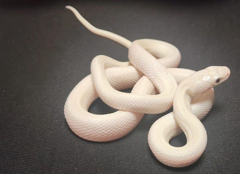 Exotic snake smuggling foiled: Man caught with 16 live reptiles in chocolate boxes
