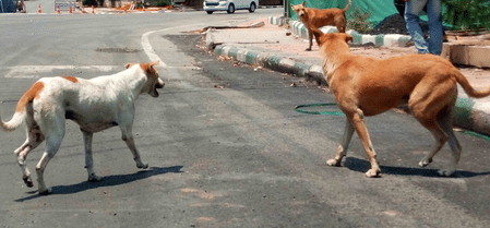 A residence certificate issued to a dog in Bihar was generated and cancelled within minutes. Picture for illustrative purposes.