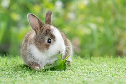 The initiative includes animals like horses (provided they haven’t had recent medical treatment), rabbits, chickens, and guinea pigs