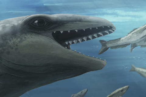 In this illustration provided by Ruairidh Duncan a Janjucetus dullardi is depicted chasing a fish.