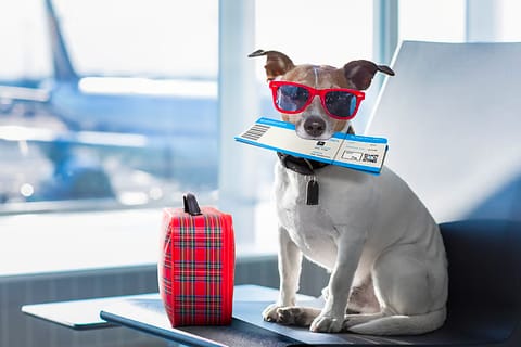 Dubai’s Fly JetPets launches in-cabin pet travel service amid rising global demand
