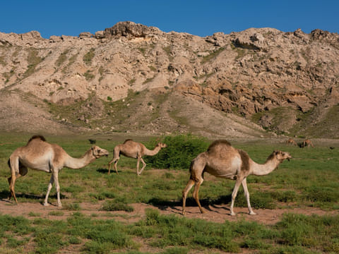 Spread across 34.2 square kilometres, the park showcases the beauty and biodiversity of the Arabian desert while offering visitors a chance to experience nature up close.