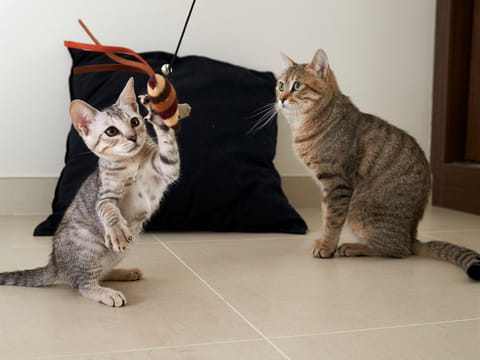 Free course by AWAD and Microchipped.ae helps Abu Dhabi residents care for stray cats. Training covers feeding, sterilisation, and colony care to keep community cats safe.