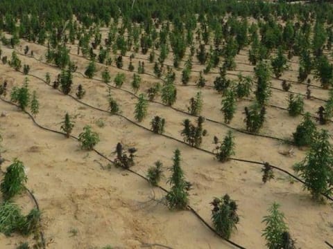 Egypt busts billion-pound drug farm in Ismailia desert raid