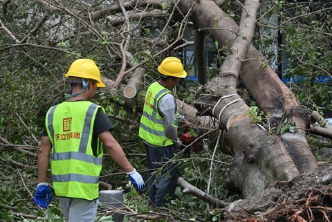 Workers cut and remove a fallen tree following the passage of Super Typhoon Ragasa in Yangjiang, southern China’s Guangdong province on September 25, 2025.