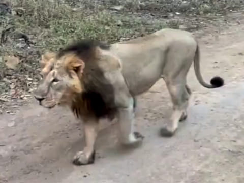 The zoo confirmed that Sheryaar is in good health and has settled back into his enclosure.