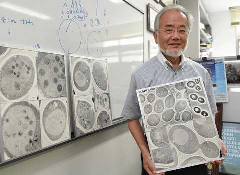 Dr Yoshinori Ohsumi: His pioneering yeast experiments revealed autophagy’s core genes and mechanisms, showing how cells recycle under stress.