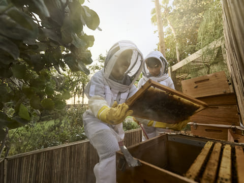 The bee story