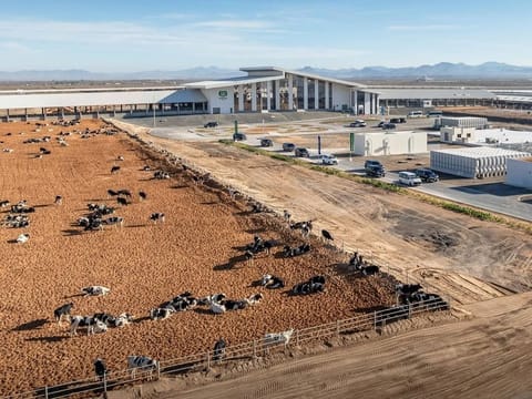 Sharjah Ruler opens Mleiha Dairy Factory, sets Guinness World Record for largest A2A2 cow farm