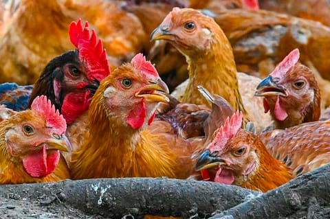 Saudi Arabia halts poultry and egg imports from France and Poland over bird flu outbreaks
