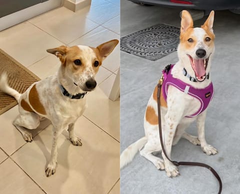 Elsy is a medium-sized desert mix white dog with brown coat markings and freckles on the nose and legs.