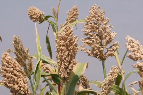 Love for millets continues to grow across India and world, says PM Narendra Modi