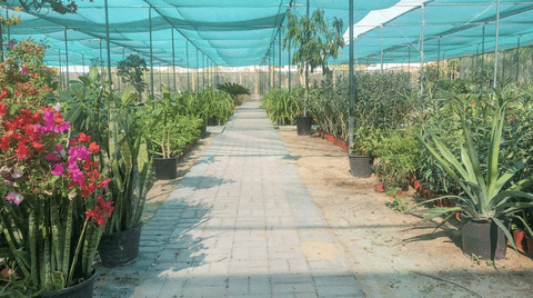 Dubai Municipality nurseries produce 15,000 plants an hour